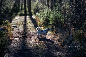 dog in the woods