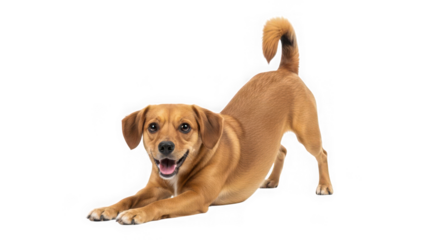 Playful brown dog stretching on transparent background isolated