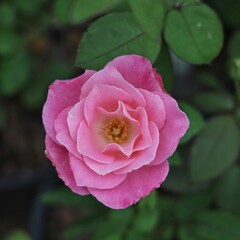 pink rose flower