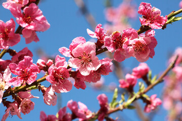 A peach blossoms on a tree branch