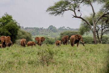 Herd of African elephants walking through green savannah