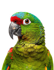 Striking close-up portrait of a vibrant green parrot with red and blue markings against a black background.