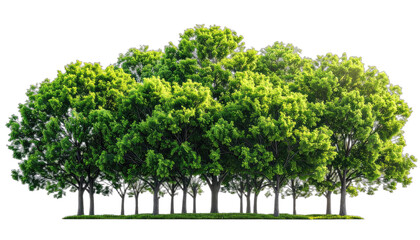 A dense row of vibrant green deciduous trees with bright sunlight filtering through the canopy against a solid black background.