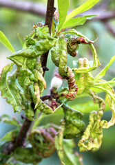 Obraz premium Curling of peach leaves caused by the fungus Taphrina deformans