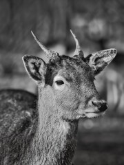 Black and white portrait of a deer with antlers in natural woodland surroundings