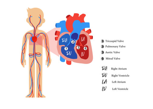 Diagram Circulatory System,Arterial artery human system full body medical diagram 