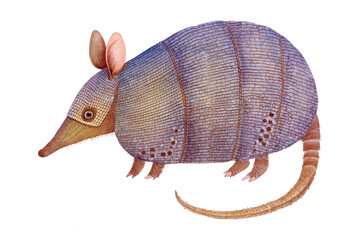 Obraz premium Watercolor Illustration of a Armadillo , Isolated