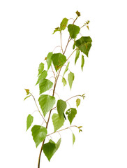 young birch tree twig with leaves isolated on white or transparent png