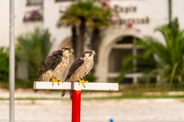 dwa ptaki drapieżne  © ckukis
