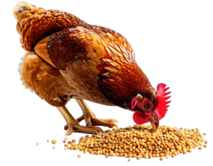 Brown hen with red comb pecking at a pile of brown feed granules against a transparent background