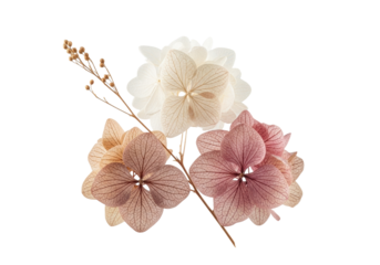 Three dried hydrangeas in muted tones, fine texture, beside a slender botanical stem, on a transparent background with shadowless studio lighting. Concept of natural tranquility