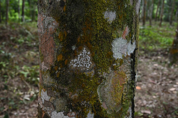 White lichens growing alongside pogonatum and algae on a rubber tree stem