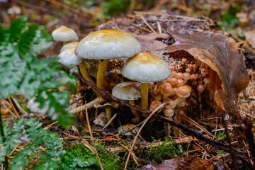 In a serene forest environment, various mushrooms sprout through the moist earth and fallen leaves, surrounded by vibrant ferns and greenery, showcasing nature's beauty and growth.
