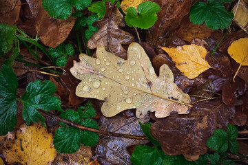 Colorful autumn leaves blanket the forest floor, adorned with glistening water droplets from recent rain, creating a peaceful and natural scene filled with rich textures.