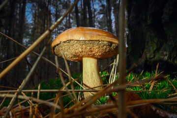 In a serene forest setting, a vibrant mushroom stands tall among the greenery and fallen leaves, bathed in gentle sunlight. Nature's beauty is on full display.