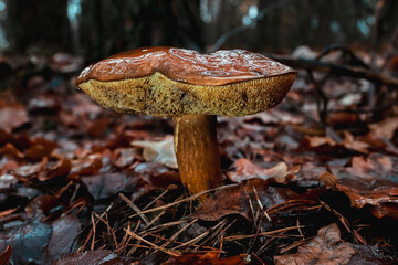Vibrant mushroom emerges from a layer of damp autumn leaves, surrounded by a tranquil forest. Soft mist enhances the serene atmosphere, capturing nature's beauty.