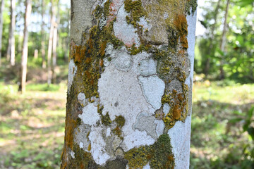 View of lichens growing with pogonatum and algae on the bark of a rubber tree trunk