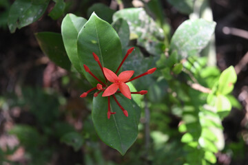 A view of a red jungle geranium flower blooming in nature