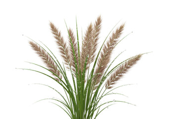 Fototapeta premium Elegant ornamental grasses with feathery tan seed heads, green blades, and delicate dew drops, isolated on a solid transparent background with even lighting, pristine botanical elegance