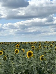 Sunflower landscape featuring dramatic clouds and summer serenity