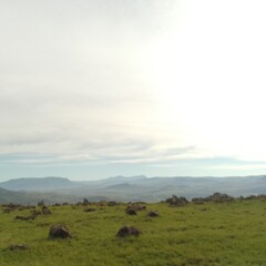 Obraz premium cows in the mountains