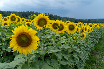 Fototapeta premium Asheville, North Carolina Sunflowers
