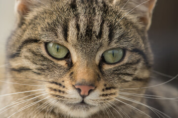 Close-up photography of a domestic cat © ramona georgescu