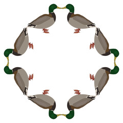 Geometrical round animal frame with ducks or mallards. Waterfowl design. Anas platyrhynchos. 