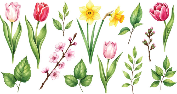Beautiful watercolor spring flowers and leaves collection including tulips and daffodils