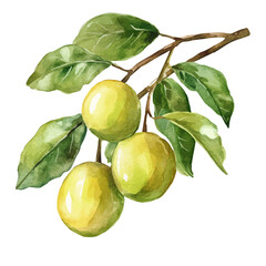 Kakadu Plum, watercolor illustration featuring soft shadows and luminous, isolated on a white background. © velora