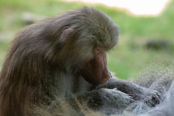 Female baboon grooming their partner 