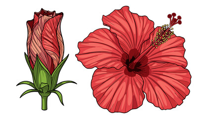 Red Hibiscus Flower and Bud Illustration. © affandy