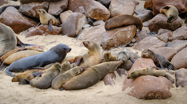 Family of seals with babies at Walvis bay beach, Namibia, Africa.