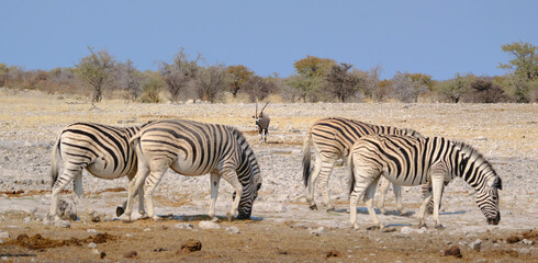 Zebras and oryx in the savannah, Etosha National Park, Namibia, Africa.