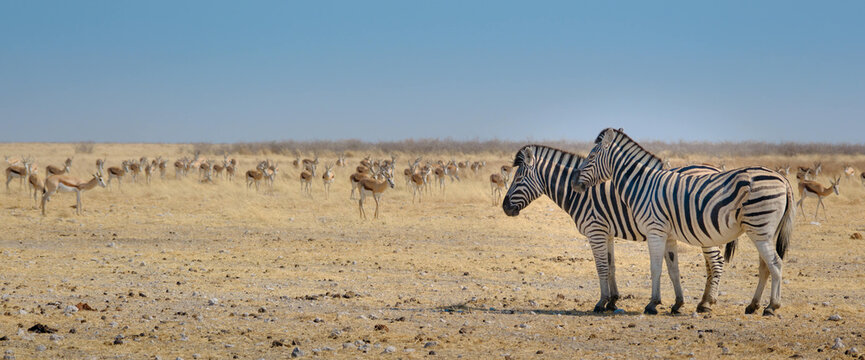 Panoramic picture of the savannah with springboks and zebras, Etosha National Park, Namibia, Africa.