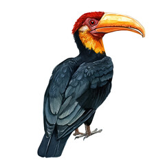 Hornbill, watercolor clipart showing delicate textures and whimsical forms, isolated on a white background. © velora