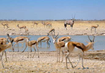 An oryx and several springboks gathered at a waterhole in Etosha National Park, Namibia, Africa.