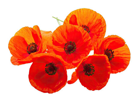 A vibrant cluster of orange and red poppies stands out sharply against a deep black background.