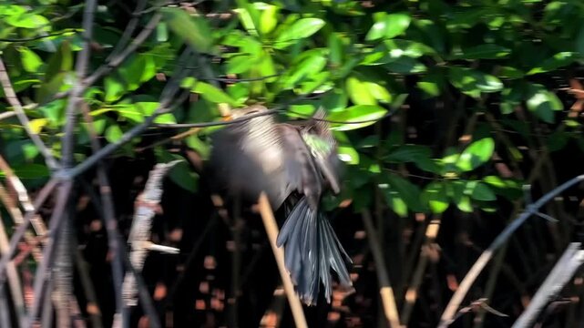 A male anhinga bird perches on a branch with its wings spread wide to dry in the sun, surrounded by lush green mangrove roots and foliage.
