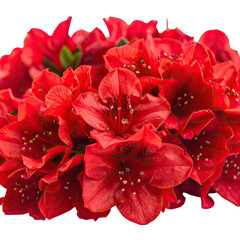 Vibrant cluster of deep red rhododendron flowers against a black background.