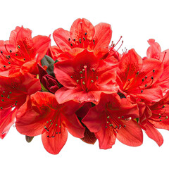 Vibrant cluster of red rhododendron flowers against a stark black background.