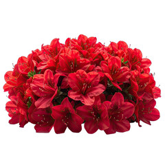 A vibrant cluster of deep red azalea blossoms against a solid black background.