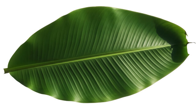 Vibrant green banana leaf PNG isolated on transparent background, tropical foliage for design and decoration