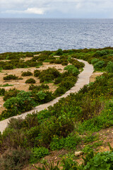 Coastal Nature Path Through Green Bushes to the Sea Under a Cloudy Sky