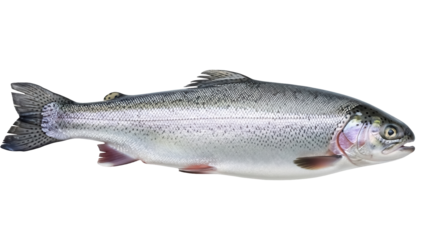Rainbow trout PNG isolated on transparent background, freshwater fish with silver scales and pink stripe for fishing and seafood concepts