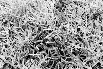 Close-Up Of Craggy Moss And Dried Shrub On Rock Ledge In Monochrome Texture