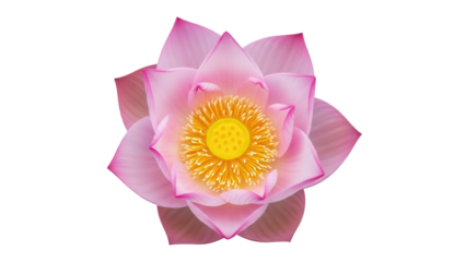 Elegant pink lotus flower isolated PNG, sacred symbol of purity and enlightenment for spiritual designs and peaceful projects