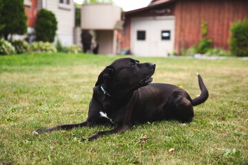 A black dog in a backyard in Ontario, Canada.