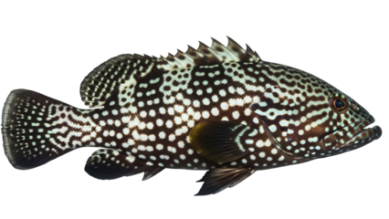 Black and white spotted grouper fish PNG isolated on transparent background, marine animal with distinctive pattern for design use