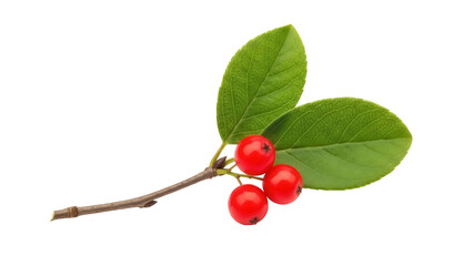 Red rowan berries with green leaves isolated PNG, autumn fruit branch on transparent background for seasonal design and decoration